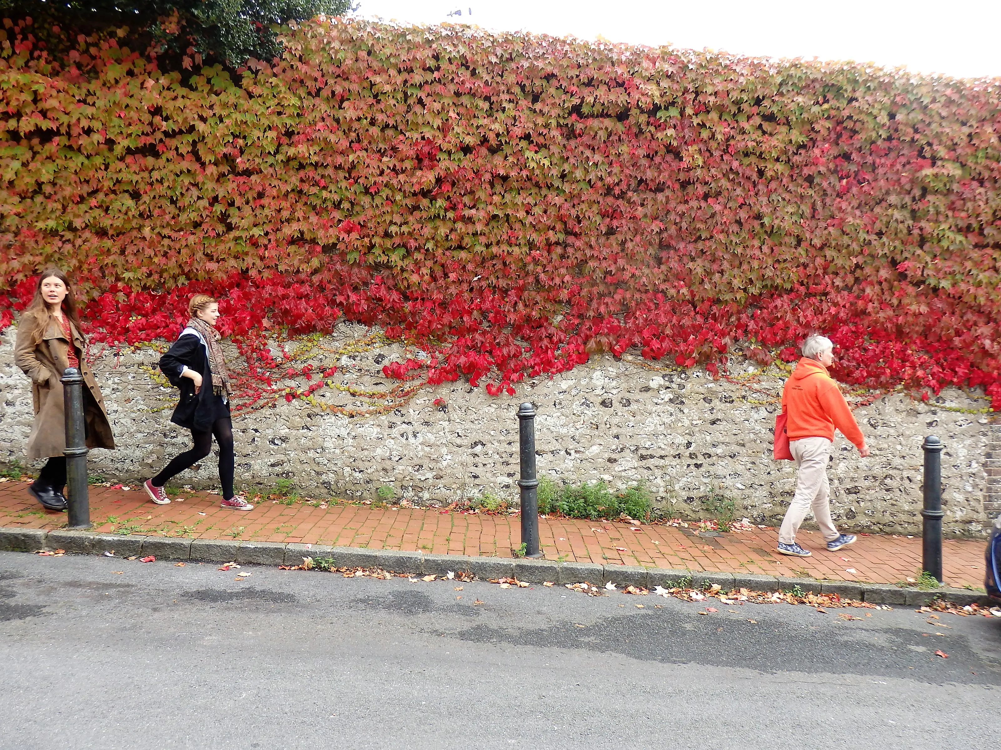 Beautiful plants and greenery around Portslade near Loxdale English Centre Brighton