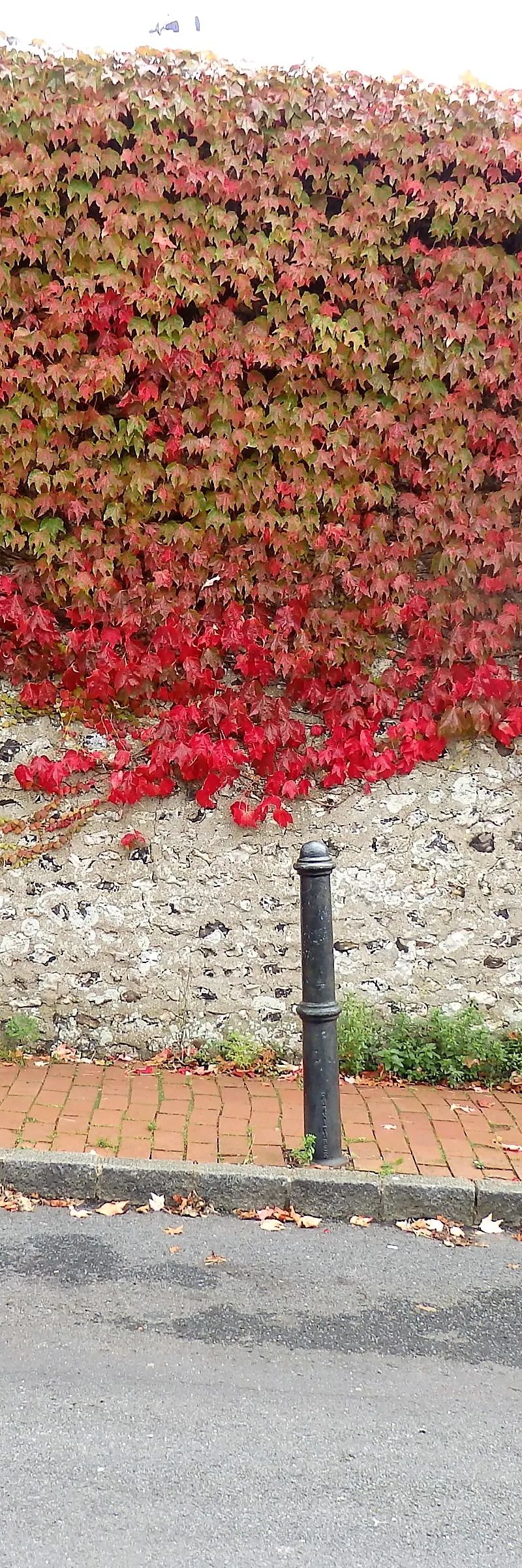 Beautiful plants and greenery around Portslade