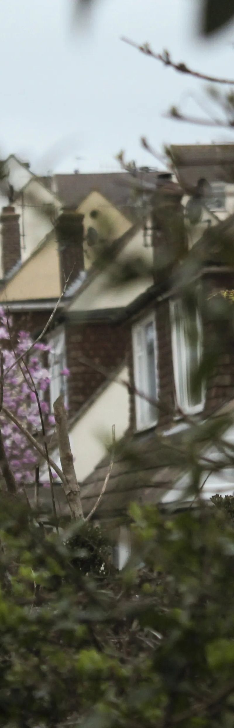 Brighton residential street